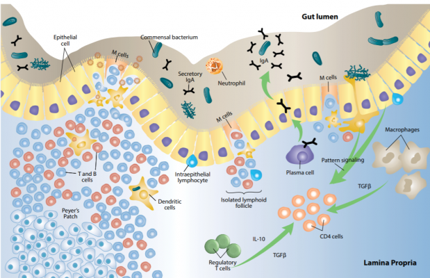 How Immunity Lives in Your Gut | Intellect Health